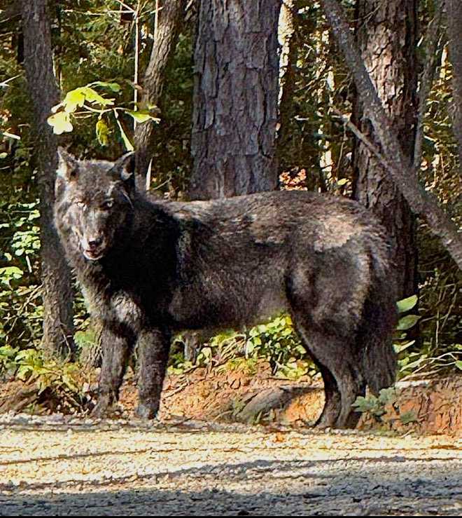 se encontró una loba