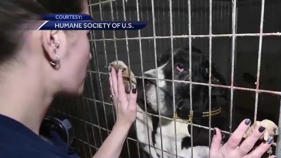 Woman whose Great Danes were seized files appeal notice