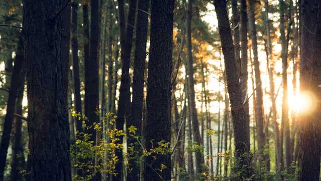 North Carolina: Hunters find human remains Pisgah National Forest - Vimarsana News