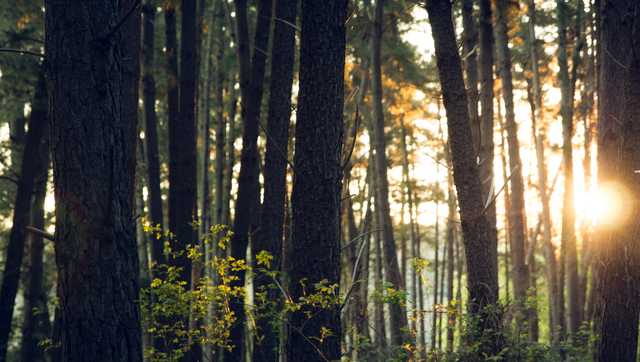 South Carolina: Decade-old skull found by hunters - Vimarsana News