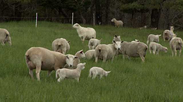 Wednesday, May 24: Wide World of Wool - Vimarsana News
