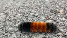 Woolly Worm Bear Caterpillar 