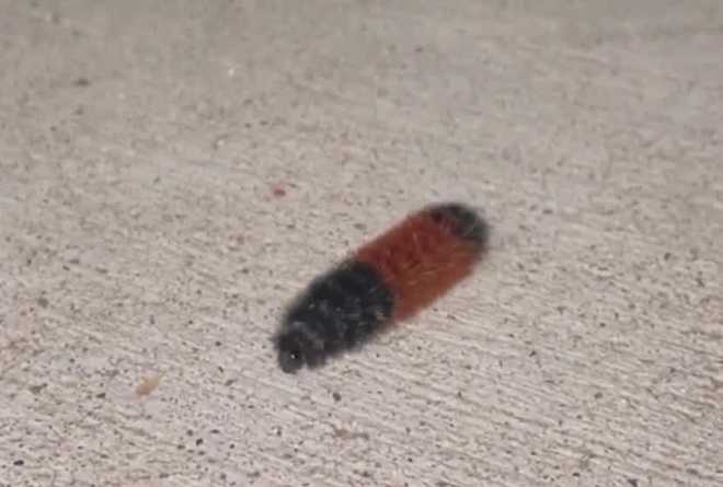 can&#x20;a&#x20;woolly&#x20;bear&#x20;caterpillar&#x20;predict&#x20;what&#x20;winter&#x20;will&#x20;be&#x20;like&#x20;this&#x20;year&#x3F;