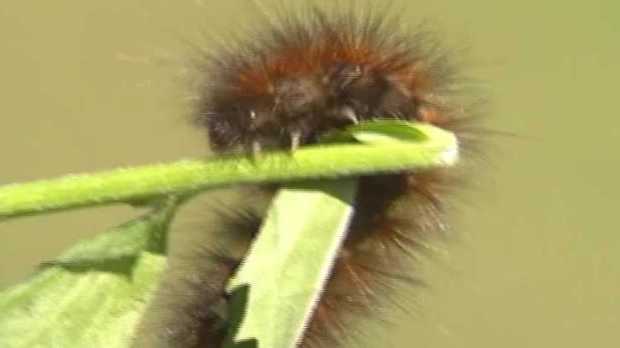 Archive: Wooly worms predict harsh winter in 1989 - Vimarsana News
