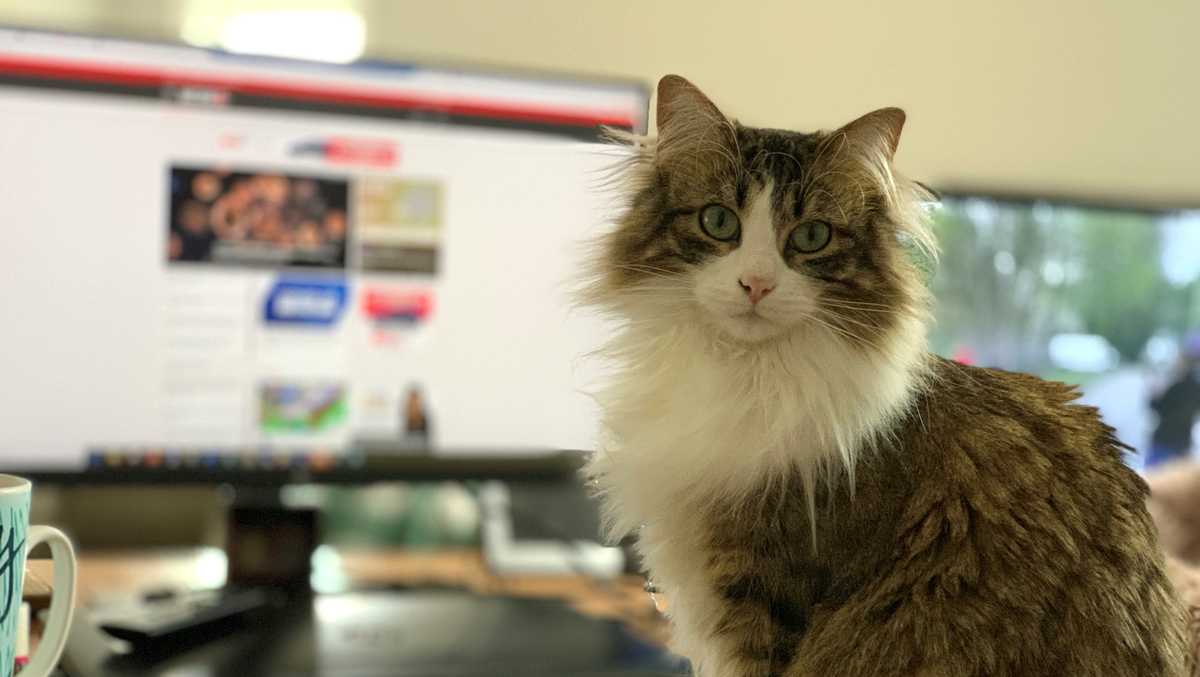 Here's how you can help pets adjust to families returning to work, school