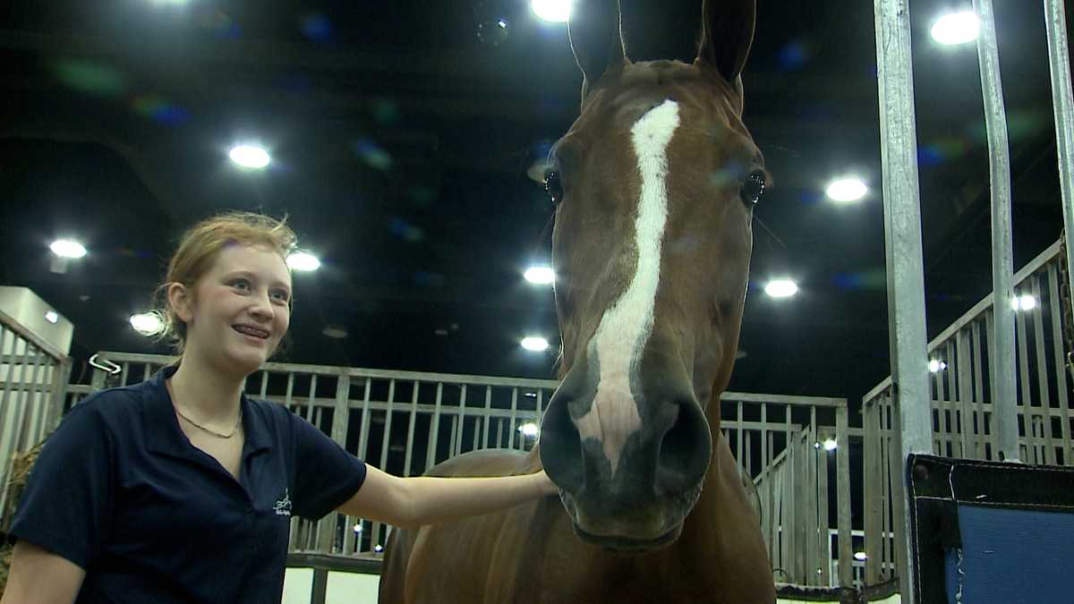 'The best of the best' competing in World's Championship Horse Show at