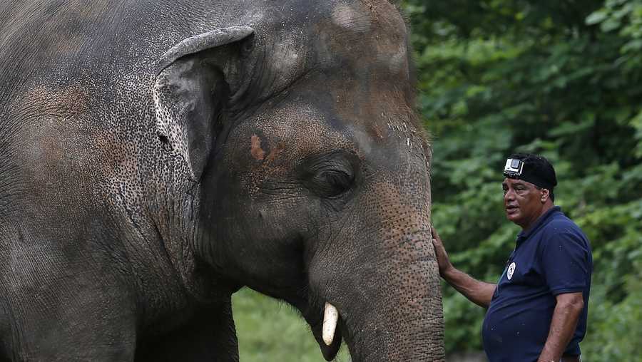 A veterinary from the international animal welfare organization 'Four Paws' offers comfort to an elephant named 'Kaavan' prior to his examination at the Maragzar Zoo in Islamabad, Pakistan, Friday, Sept. 4, 2020. The team of vets are visiting Pakistan to assess the health condition of the 35-year-old elephant before shifting him to a sprawling animal sanctuary in Cambodia.