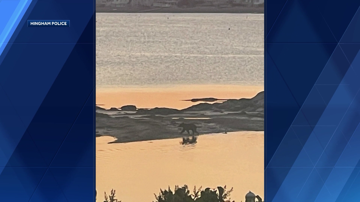 'Hey, Boo Boo!' Black bear spotted across South Shore