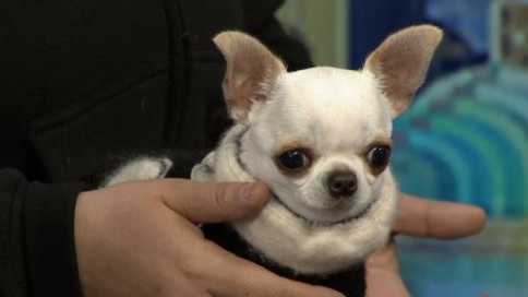 Meet Pearl, the World's Smallest Dog