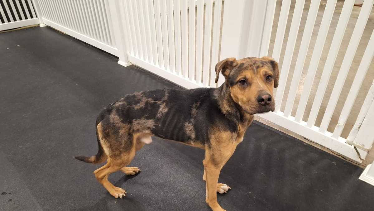 'Emaciated' dog found abandoned in Massachusetts conservation area