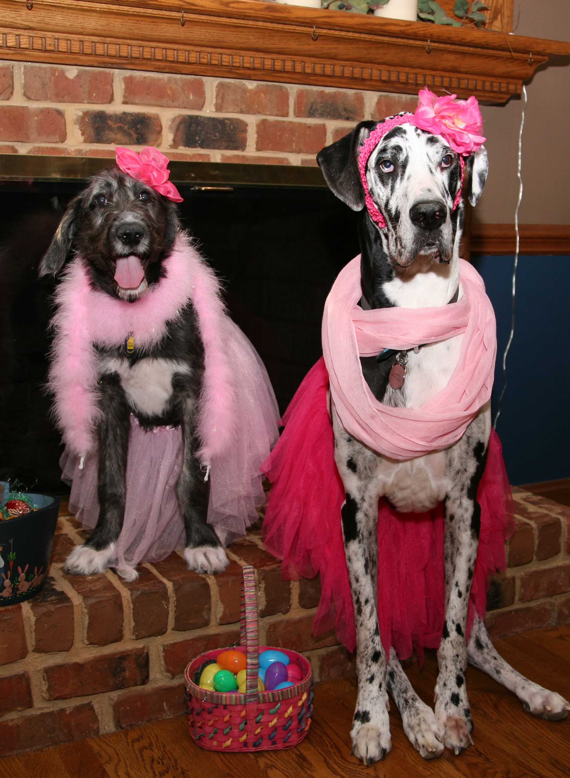 Dogs dressed 2025 up for easter