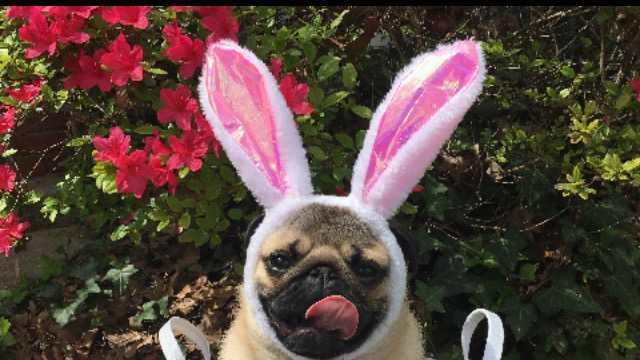 Dogs dressed 2024 up for easter