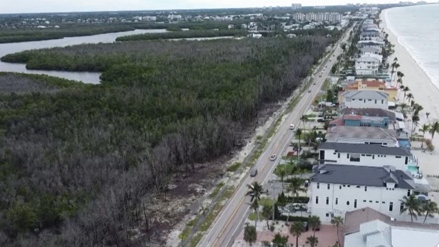 Bonita Springs sees fire risk as dead mangroves pile up post-Ian - Vimarsana News