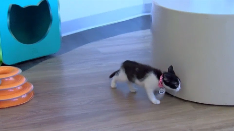 More Explores Check out the purrrfect cafe in Fort Myers