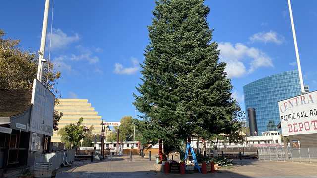 Old Sacramento holiday tree arrives, biggest ever on display - Vimarsana News