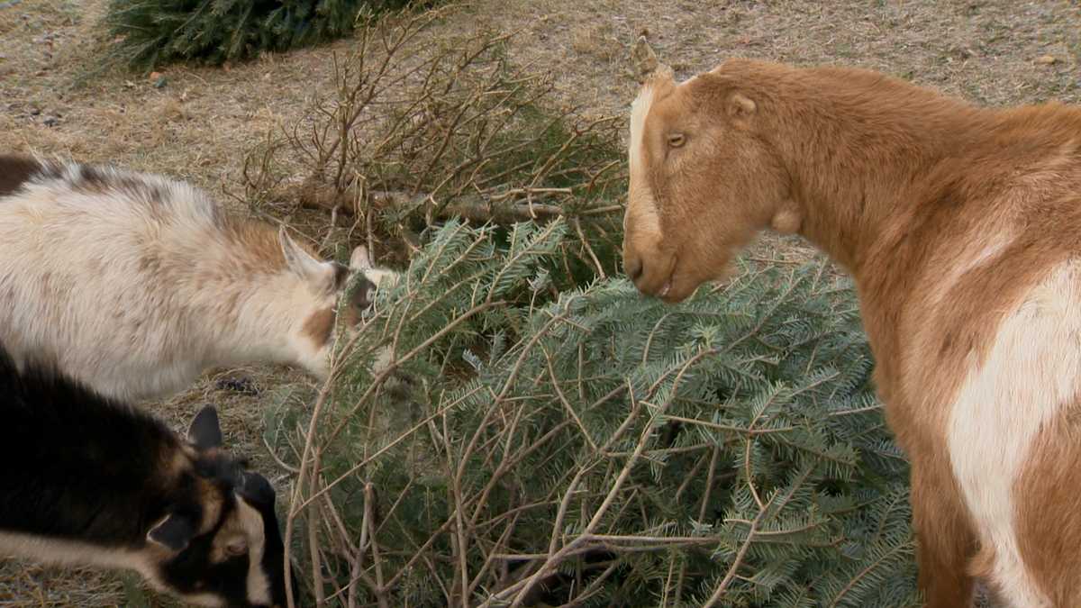 Farm collects live Christmas trees to feed goats