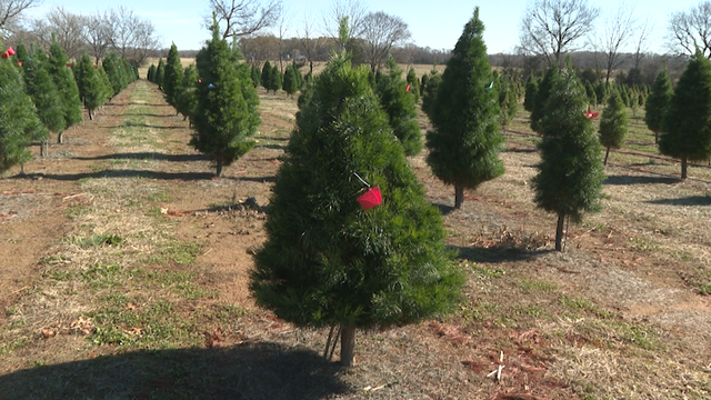 Hot & dry Arkansas summer impacting Christmas tree crop - Vimarsana News
