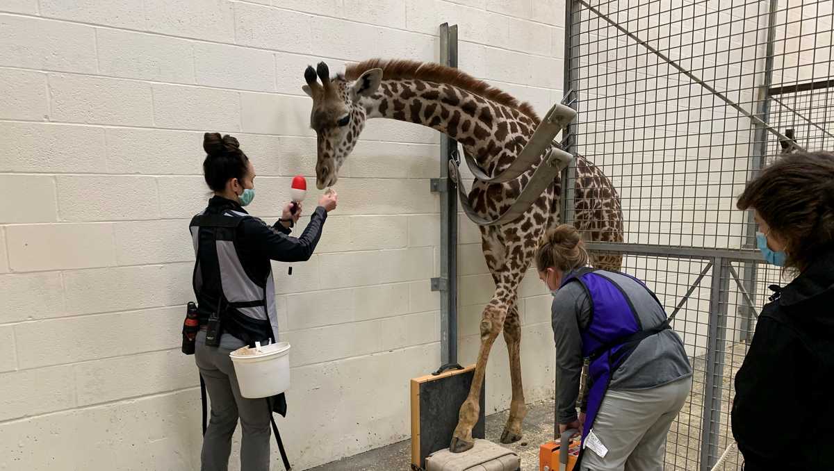 Giraffes get pedicures Cincinnati zookeepers teach nervous species to