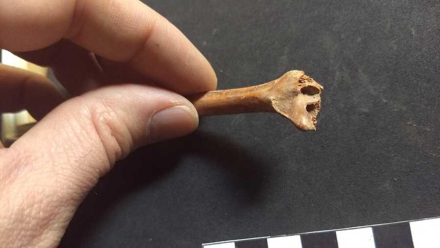 one of the rabbit bones dated for the study.