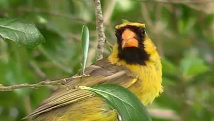 Florida cook discovers, films hours of rare Yellow Cardinal