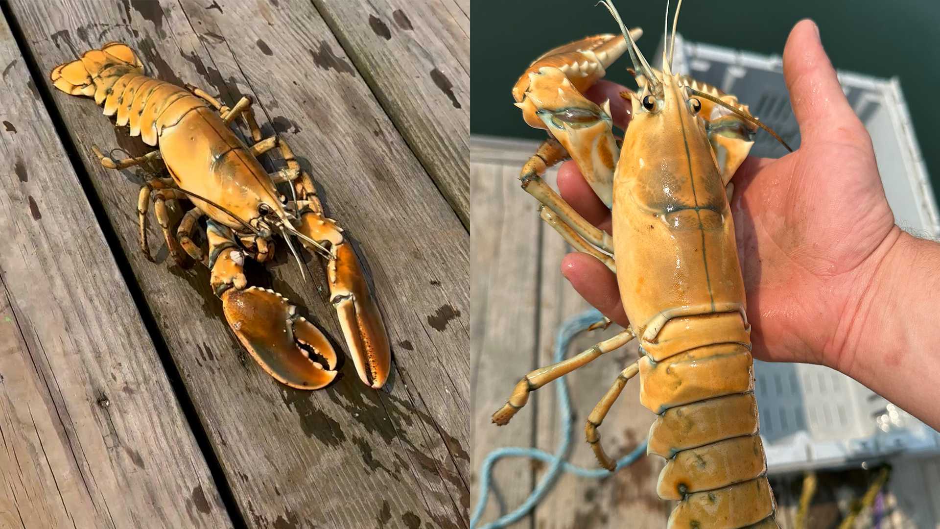 yellow lobster rare