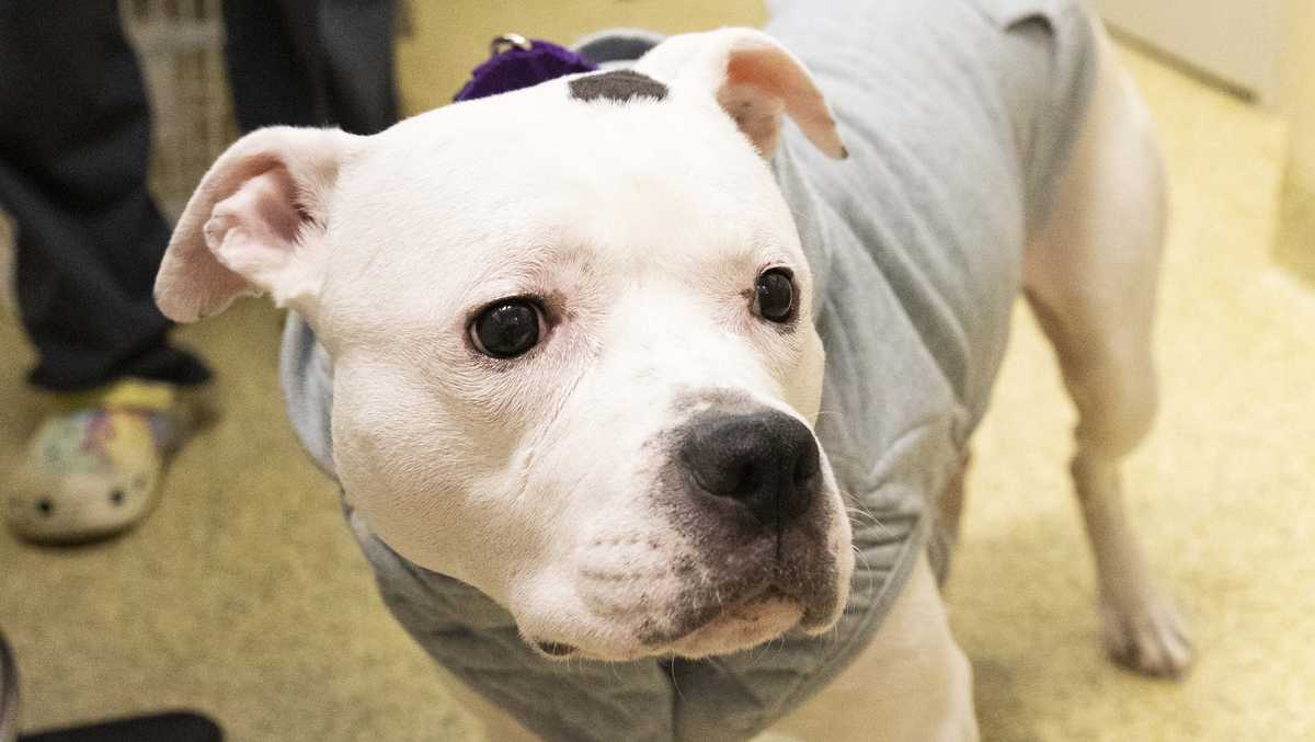 Emaciated dog found abandoned in Avon park ready for new home, ARL says