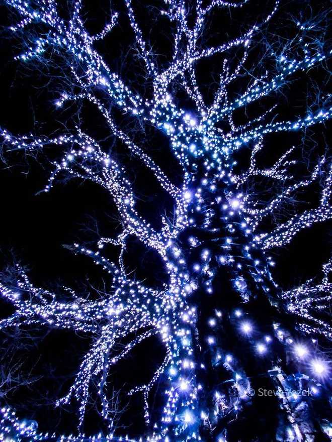 You must see Hanlontown, Iowa's tree covered in Christmas lights