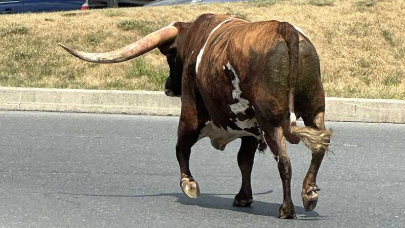 Bull runs loose in York County: Photos