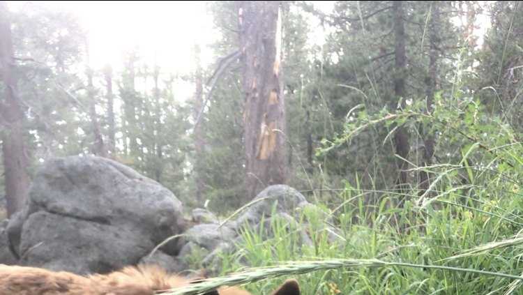 'She never left her cub': Yosemite ranger pleads with visitors to slow ...