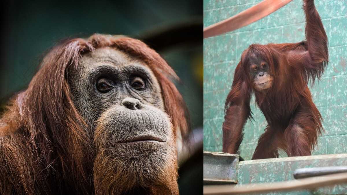 Louisville Zoo welcomes 2 Sumatran orangutans for first time in 28 years