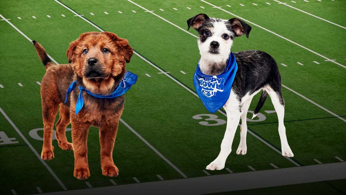 Kentucky Humane Society pups competing in Puppy Bowl