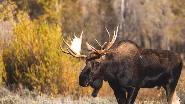 New Hampshire moose hunt lottery winners to be announced this week - Vimarsana News