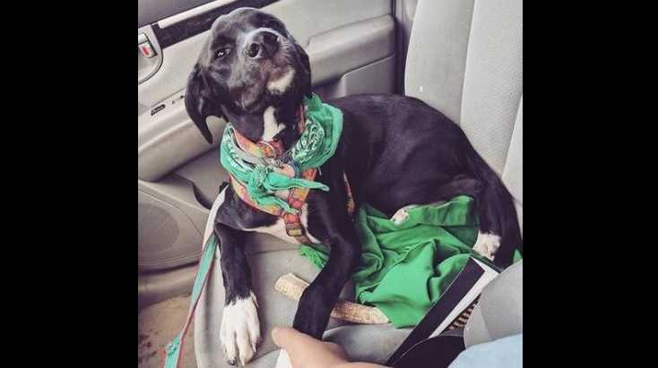 ‘Heartless’ hit-and-run driver left dog for dead in road, witnesses say