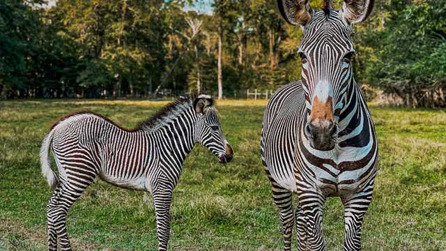 Alabama Safari Park announces birth of it's first Grevy's zebra
