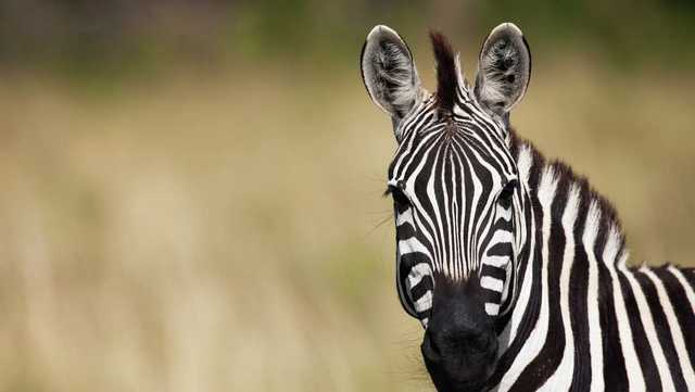 Cyclist in Santa Ynez chased down by angry zebra - Vimarsana News