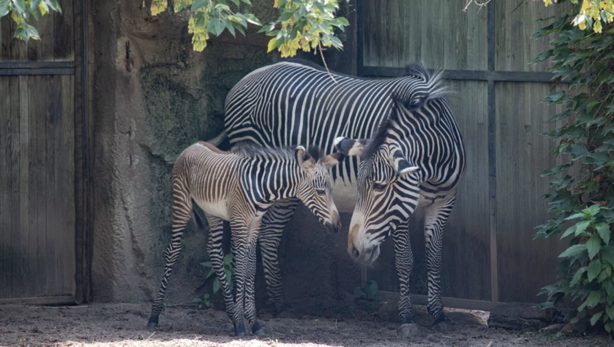 Endangered Grevy’s zebra born at Lincoln Park Zoo in Chicago