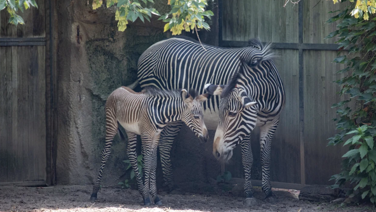 Endangered Grevy's zebra born at Lincoln Park Zoo in Chicago