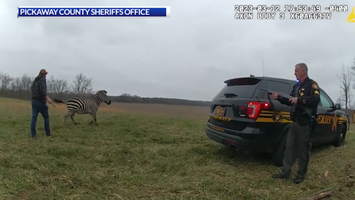 Ohio man's arm bitten, injured by zebra