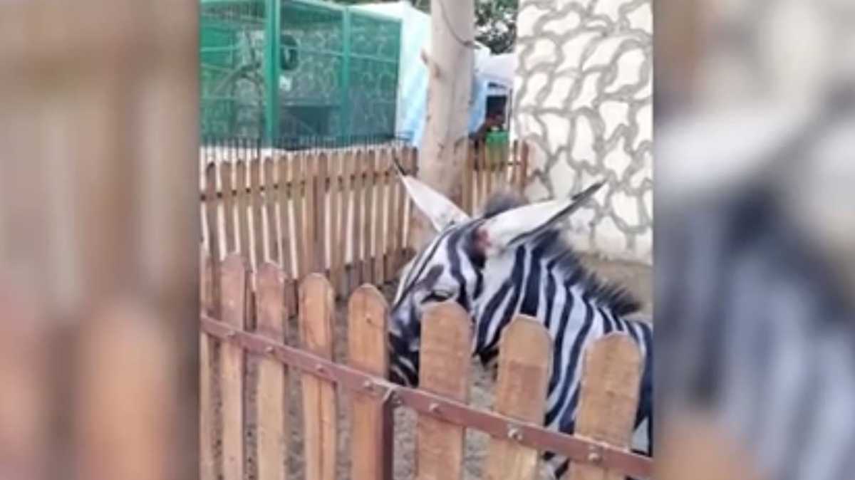 Zoo accused of painting a donkey and passing it off as a zebra