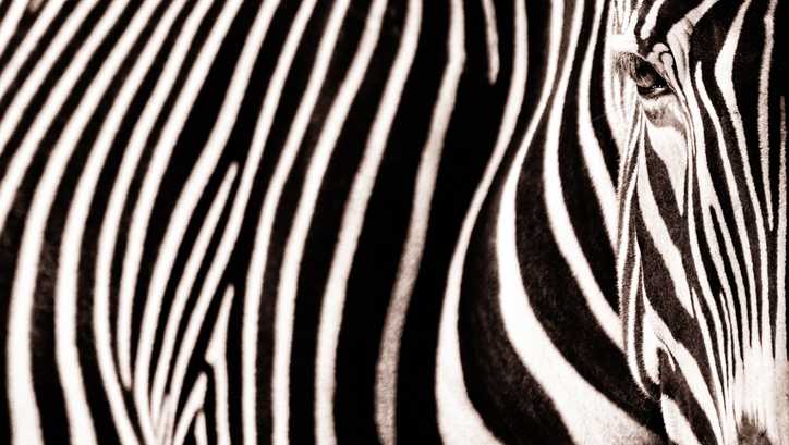 Zebra file photo