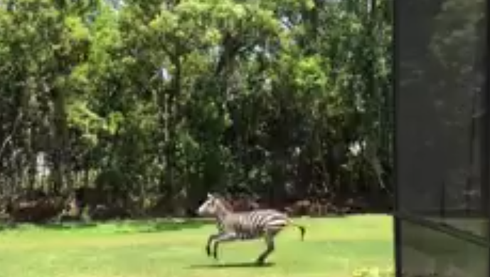 Zebra on the loose in Florida runs into moving truck