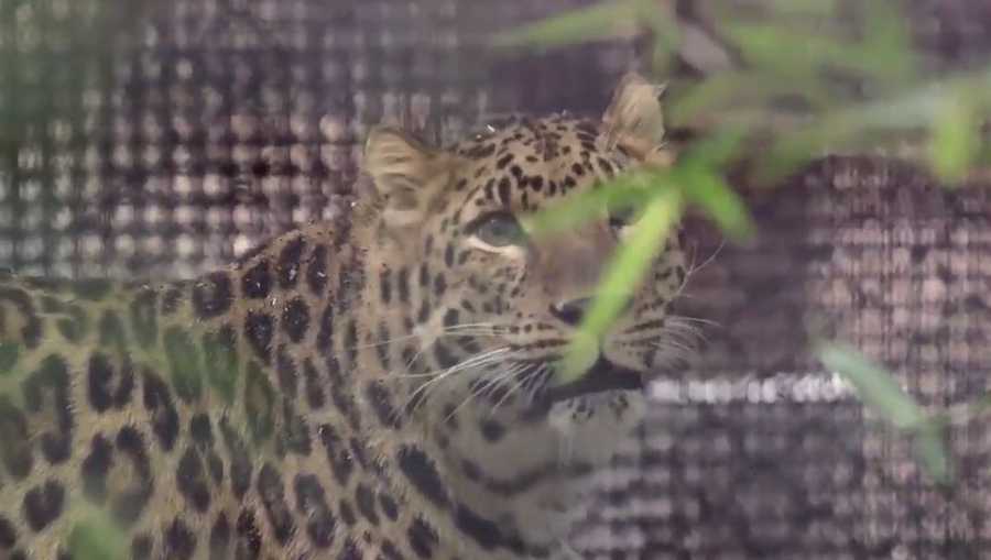 Kansas City Zoo welcomes endangered leopard