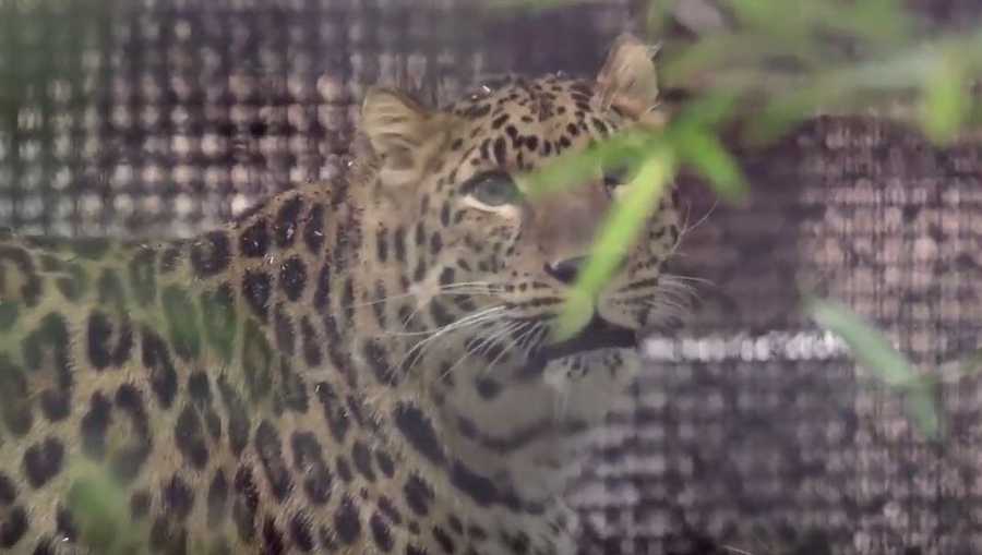 Kansas City Zoo welcomes endangered leopard