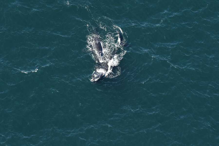 Aerial survey team spotted 15 North Atlantic right whales near ...