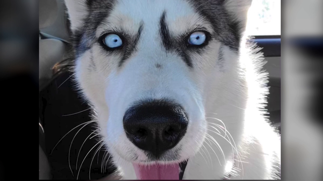 Investigation after dog killed while attacking neighbor's duck - Vimarsana News