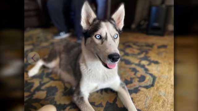 Massachusetts man arrested for killing dog that attacked his duck - Vimarsana News