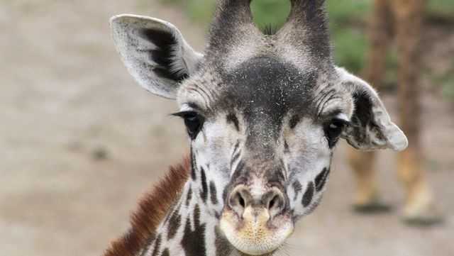 ﻿cincinnati zoo's giraffe zoey
