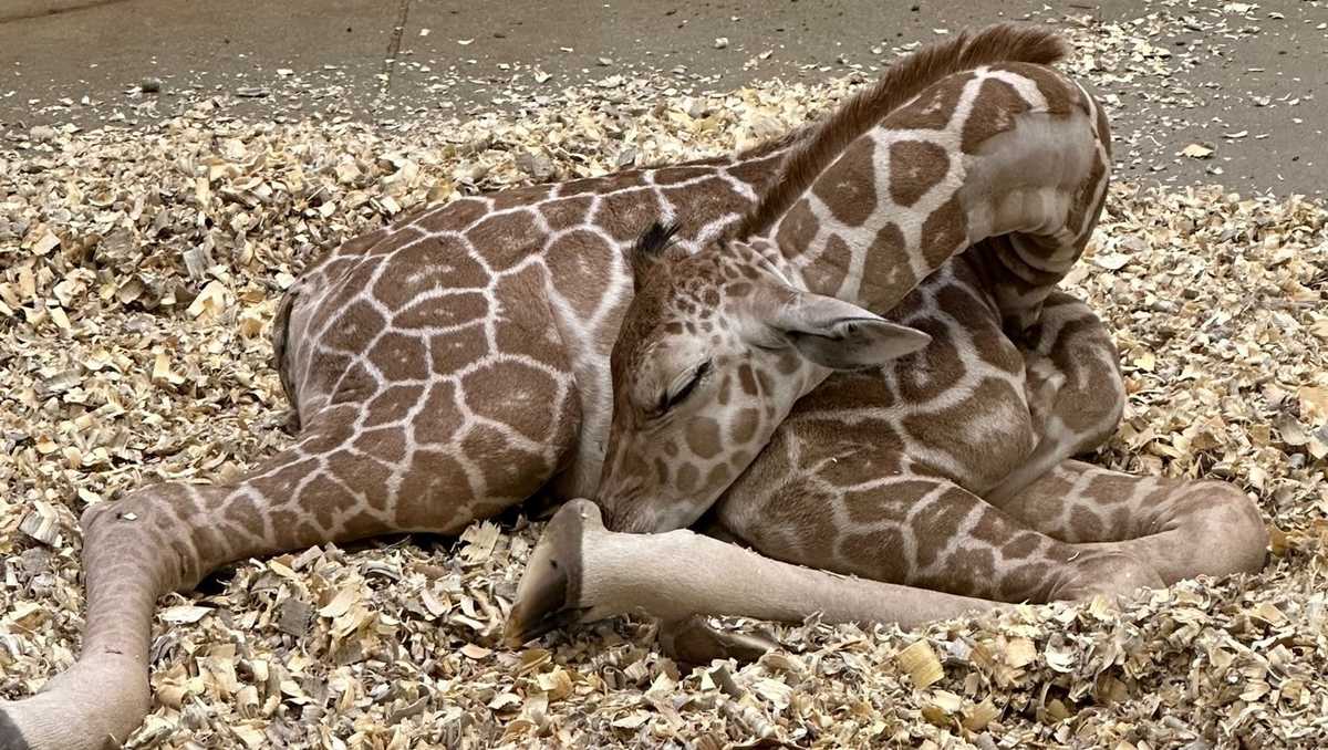 El zoológico Henry Doorly en Omaha anuncia el nacimiento de una jirafa bebé