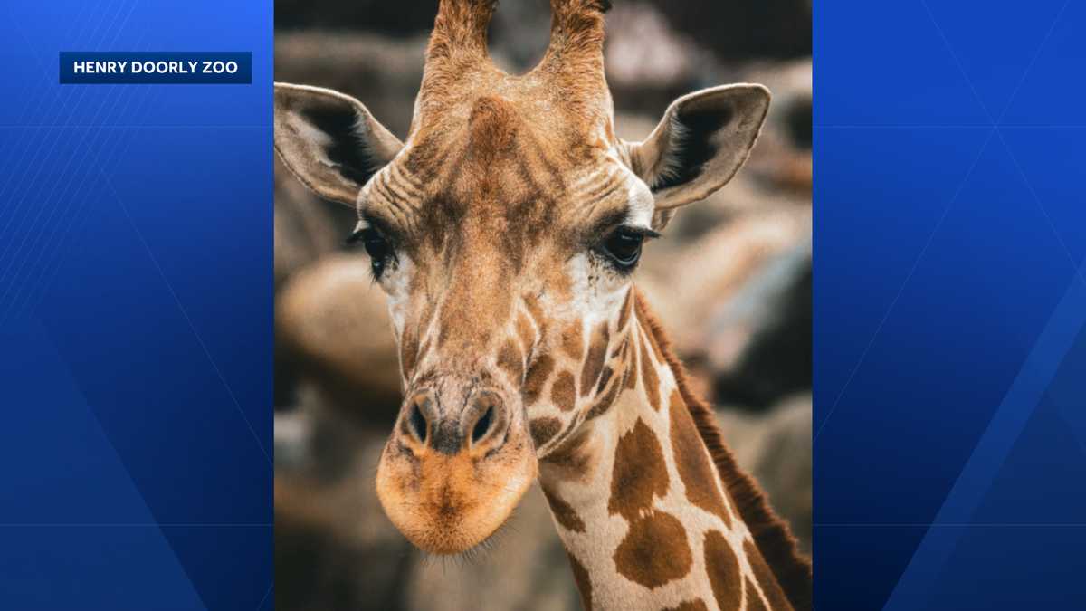 Omaha's Henry Doorly Zoo mourns giraffe death