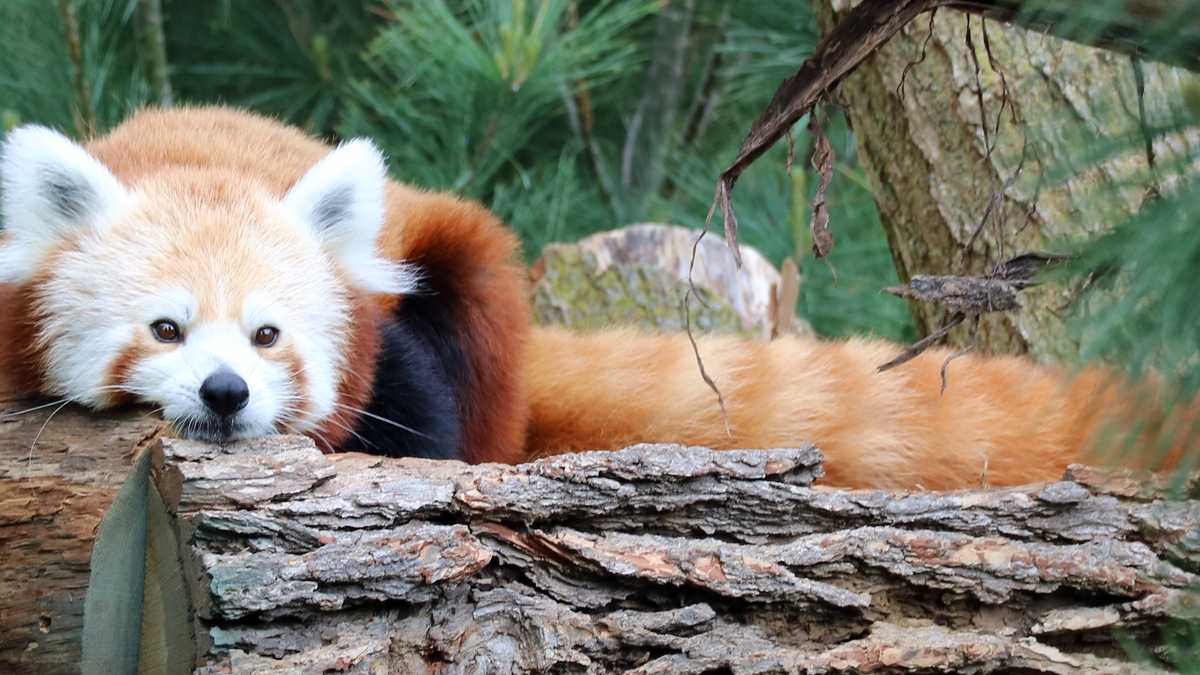 Red panda at Omaha zoo dies